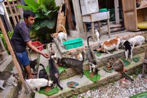 Kucing Liar dan Terlantar