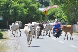 hewan terhindar dari kendaraan