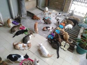 shelter hewan yang layak dan bersih