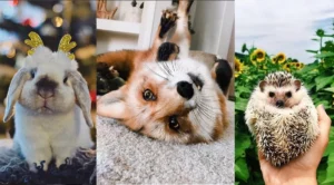 hewan difoto dengan layak