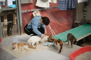 hewan dipromosikan untuk adopsi